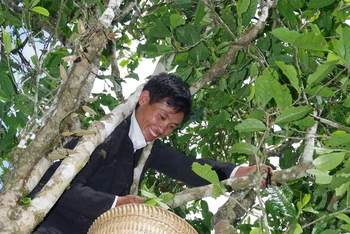 Người dân xã Mồ Sì San hái chè Shan tuyết.