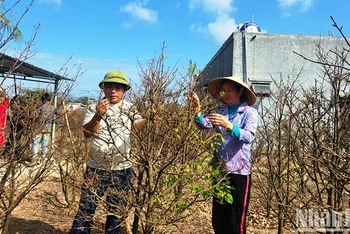 Vào dịp cuối tháng 11, đầu tháng 12 âm lịch, người trồng mai sẽ tiến hành tuốt lá để điều chỉnh thời gian cây mai nở hoa.
