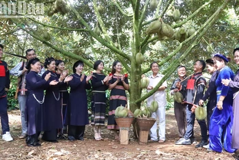 Đồng bào Tây Nguyên vui cùng Lễ hội Sầu riêng