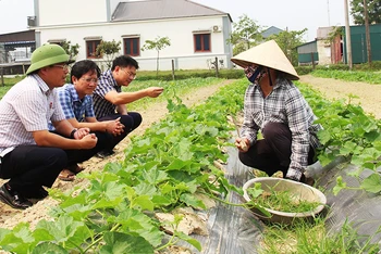 Sản xuất nông nghiệp theo hướng hữu cơ tại vùng ven đô thành phố Hà Tĩnh.