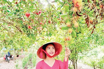 Du khách tham quan, trải nghiệm tại vườn cây sinh thái xã Trung An.