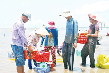 Bán nghêu cho thương lái ở vùng biển Gò Công Đông (Tiền Giang). 