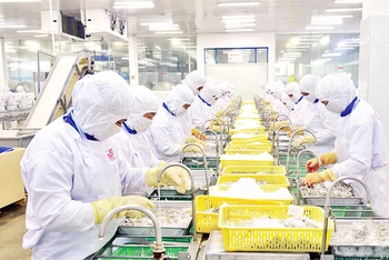Chế biến thủy sản xuất khẩu ở Công ty cổ phần Thủy sản Cafatex (Hậu Giang). (Ảnh TRẦN QUỐC) 