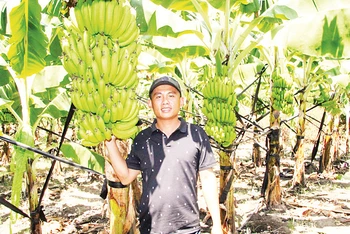 Anh Mã Chính Đức và những buồng chuối già Nam Mỹ chuẩn bị thu hoạch lứa đầu tiên để xuất khẩu sang các thị trường Hàn Quốc, Nhật Bản.