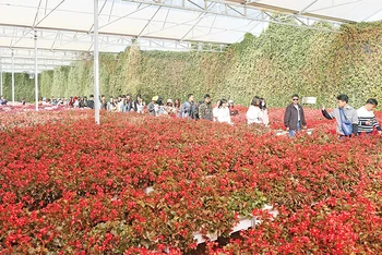 Du khách tham quan làng hoa Vạn Thành, thành phố Đà Lạt, tỉnh Lâm Đồng. (Ảnh TRẦN GIANG) 