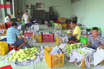 [Video] Xoài Việt Nam chiếm lĩnh thị trường Trung Quốc
