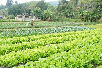 Trồng rau sạch tăng thêm thu nhập cho người dân xóm Hải Lâm (Mường Nọc).