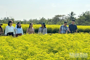 Nhiều hộ Khmer ở xã Vĩnh Trạch Đông (thành phố Bạc Liêu) trồng các loại rau thơm đem lại hiệu quả kinh tế cao. Ảnh: TRỌNG DUY