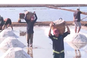 Nghề làm muối tại Bạc Liêu đã có gần 100 năm nay, với bao biến cố nổi, chìm...