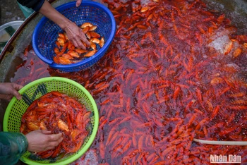 [Ảnh] Chợ cá Yên Sở nhộn nhịp trước ngày ông Công ông Táo