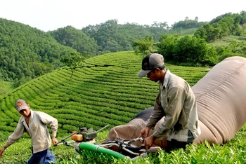 Việt Nam đang tập trung phát triển các vùng chè an toàn để đẩy mạnh xuất khẩu.