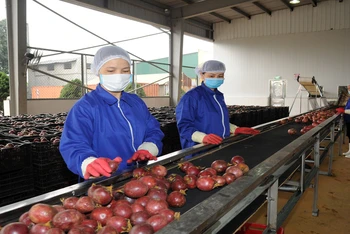 Chanh leo Việt Nam hiện đang được đẩy mạnh chế biến sâu để xuất khẩu sang Mỹ và EU.