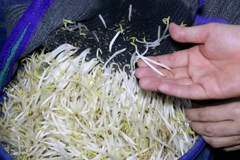 Giá đỗ ngâm, tưới "nước kẹo" thân đều, mập, không có rễ hoặc rễ ngắn, màu trắng bóng.