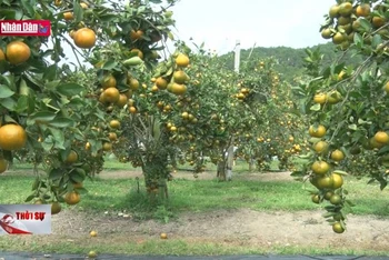 Ấn tượng vườn quýt hồng ở Lâm Đồng