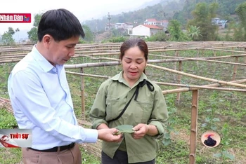 Người dân lo lắng vì bệnh hại trên cây bí xanh thơm