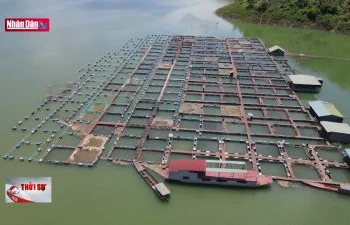 Tháo gỡ "điểm nghẽn" cho doanh nghiệp thủy sản Việt Nam