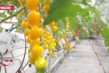 Lai tạo thành công bộ giống cà chua trái ngọt ăn tươi
