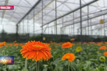 Người trồng hoa Lâm Đồng thấp thỏm vụ hoa Tết
