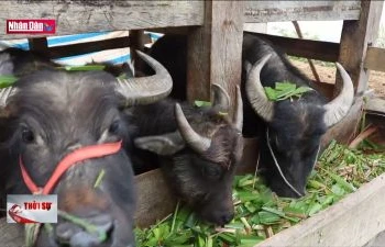 Phòng, chống đói rét cho đàn gia súc