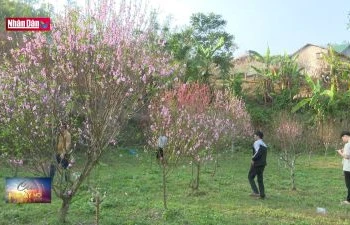 Phát triển kinh tế nhờ cây đào xứ Lạng