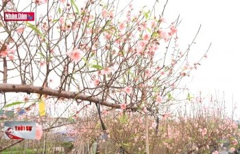Đào Nhật Tân và thú chơi đào của người Hà Nội