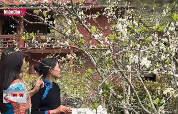 Mùa hoa mận trắng trên cao nguyên Bắc Hà
