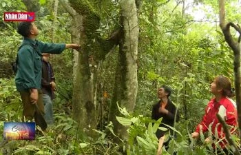 Bảo vệ rừng đầu nguồn trên vùng cao nguyên đá