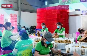 Tránh rủi ro khi xuất khẩu nông sản