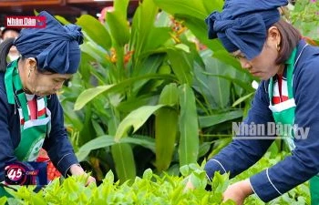Câu chuyện văn hóa: Phát triển du lịch cộng đồng gắn với văn hoá trà