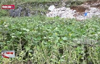 Mở hướng thoát nghèo nhờ trồng khoai sâm trên Cao nguyên đá