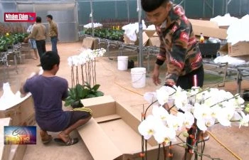 Lâm Đồng: Người trồng hoa cao cấp hối hả vào vụ Tết