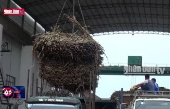 Nông dân phấn khởi khi cây mía được giá