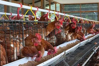 Hiệp hội Gia cầm Việt Nam kiến nghị cơ quan chức năng vào cuộc việc tung thông tin thất thiệt về "trứng gà giả".