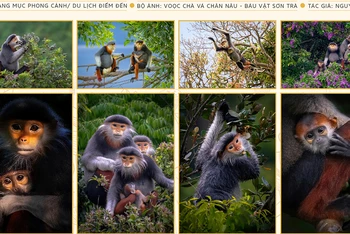 Bộ ảnh "Voọc chà vá chân nâu", giải đặc biệt ảnh bộ hạng mục Phong cảnh - Du lịch, điểm đến. (Ảnh: BTC)