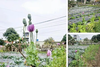 Cây anh túc trong vườn rau nhà ông Nguyễn Xuân Hữu ở xóm 8, xã Giao Yến, huyện Giao Thủy (Nam Định). (Ảnh do Công an huyện Giao Thủy cung cấp)