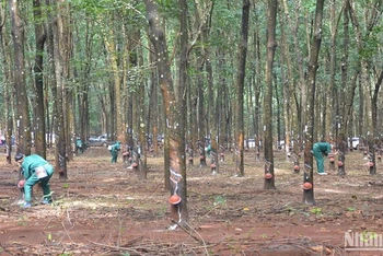 Cao su là một trong những sản phẩm nông nghiệp xuất khẩu chính của Lào. (Ảnh: Hải Tiến)