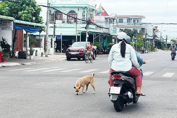 Chó thả rông nơi công cộng gây nguy hiểm cho cộng đồng. (Ảnh: Báo Nhân Dân)