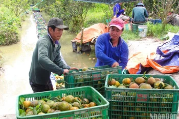 Nông dân huyện Trà Ôn, Vĩnh Long thu hoạch cam sáng 14/2.