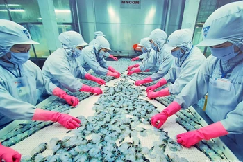 Xuất khẩu Cà Mau đạt 1,3 tỷ USD, trong đó có gần 1,1 tỷ USD xuất khẩu thủy sản. 