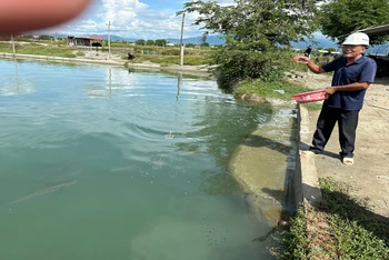 Nông dân Nguyễn Đức Minh ở thôn Gò Gũ, xã Hộ Hải, huyện Ninh Hải (Ninh Thuận) người tiên phong nuôi cá bớp trong ao đất đang đem lại hiệu quả kinh tế cao hơn so với nuôi các loài hải sản khác tại địa phương.