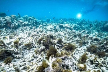 Rạn san hô Great Barrier ở Australia. (Ảnh: Kyodo/TTXVN)