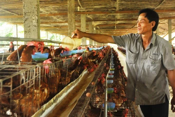 Nhờ có nguồn vốn chính sách ưu đãi, nhiều hộ chăn nuôi ở xã Hòa Tịnh, huyện Chợ Gạo, tỉnh Tiền Giang, đã vượt qua khó khăn.