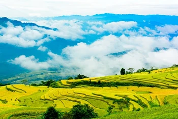 Ruộng bậc thang Hồng Thái vào mùa lúa chín. (Ảnh: mytuyenquang.vn)