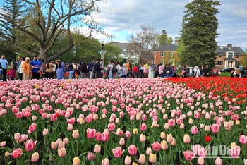 [Ảnh] Mãn nhãn với rừng hoa tulip khoe sắc rực rỡ ở thủ đô Ottawa, Canada 