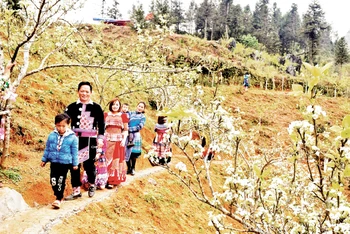 Hoa lê trắng trên miền đất cổ