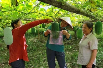 (Ảnh minh họa: TTXVN)