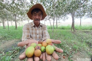 Nông dân Nguyễn Đức Thịnh ở xã Phước Sơn, huyện Ninh Phước, tỉnh Ninh Thuận chua xót với cảnh táo non bị chết yểu và rụng trong vườn trồng 1,5 sào của gia đình, khiến năng suất giảm hơn 50% so với những vụ thu hoạch trước đây.