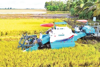 Thu hoạch lúa phát thải thấp ở Hợp tác xã Tiến Thuận, xã Thạnh An, huyện Vĩnh Thạnh, thành phố Cần Thơ.