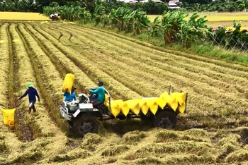 Thu hoạch lúa tại tỉnh An Giang.