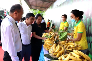 Chuối tươi Đồng Nai đang có nhiều cơ hội xuất khẩu sang thị trường Trung Quốc. Ảnh: NGUYỄN VƯƠNG